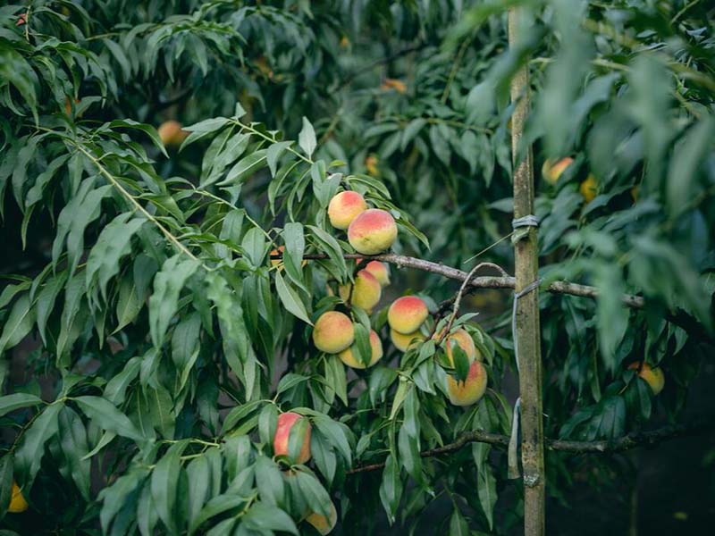 桃樹種植如何進(jìn)行測土配肥