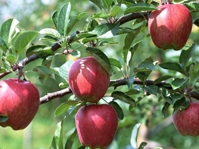 蘋(píng)果的種植對(duì)土壤有一定的要求